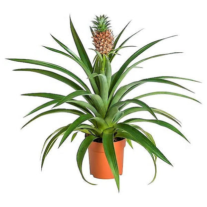 Pineapple, Ananas Comosus - www.FOP.ae Buy online Best and Healthy Plants and quality products guarantee in Dubai Plants Shop in Dubai Abu Dhabi all over UAE Plants near me Fresh Plants in Dubai where to buy plants in UAE - FOP.ae
