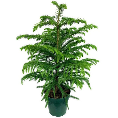 Araucaria heterophylla, Norfolk Island Pine Outdoor - www.FOP.ae Buy online Best and Healthy Plants and quality products guarantee in Dubai Plants Shop in Dubai Abu Dhabi all over UAE Plants near me Fresh Plants in Dubai where to buy plants in UAE - FOP.ae