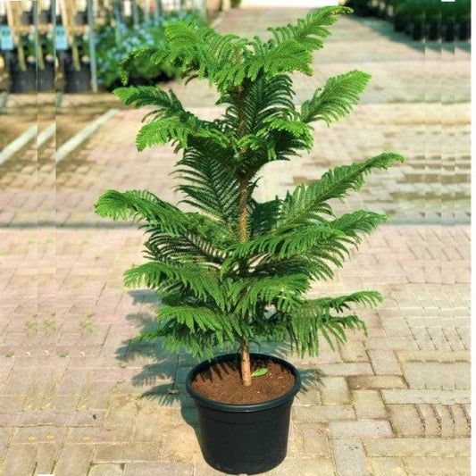Araucaria heterophylla, Norfolk Island Pine, Indoor - www.FOP.ae Buy online Best and Healthy Plants and quality products guarantee in Dubai Plants Shop in Dubai Abu Dhabi all over UAE Plants near me Fresh Plants in Dubai where to buy plants in UAE - FOP.ae