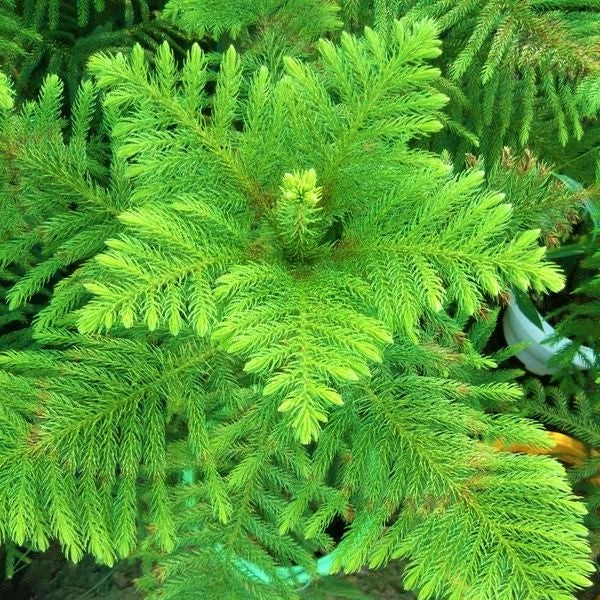 Araucaria heterophylla, Norfolk Island Pine Outdoor - www.FOP.ae Buy online Best and Healthy Plants and quality products guarantee in Dubai Plants Shop in Dubai Abu Dhabi all over UAE Plants near me Fresh Plants in Dubai where to buy plants in UAE - FOP.ae