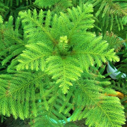 Araucaria heterophylla, Norfolk Island Pine, Indoor - www.FOP.ae Buy online Best and Healthy Plants and quality products guarantee in Dubai Plants Shop in Dubai Abu Dhabi all over UAE Plants near me Fresh Plants in Dubai where to buy plants in UAE - FOP.ae