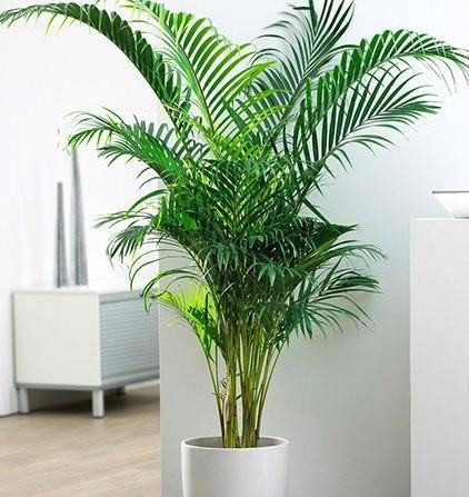 Areca Palm , Chrysalidocarpus lutescens (Indoor) - www.FOP.ae Buy online Best and Healthy Plants and quality products guarantee in Dubai Plants Shop in Dubai Abu Dhabi all over UAE Plants near me Fresh Plants in Dubai where to buy plants in UAE - FOP.ae