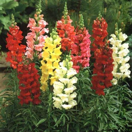 Antirrhium Majus, Snapdragon, Antirrhinum (small) - www.FOP.ae Buy online Best and Healthy Plants and quality products guarantee in Dubai Plants Shop in Dubai Abu Dhabi all over UAE Plants near me Fresh Plants in Dubai where to buy plants in UAE - FOP.ae