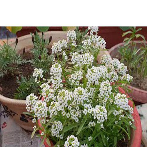 Alyssum, Alisons (small) - www.FOP.ae Buy online Best and Healthy Plants and quality products guarantee in Dubai Plants Shop in Dubai Abu Dhabi all over UAE Plants near me Fresh Plants in Dubai where to buy plants in UAE - FOP.ae