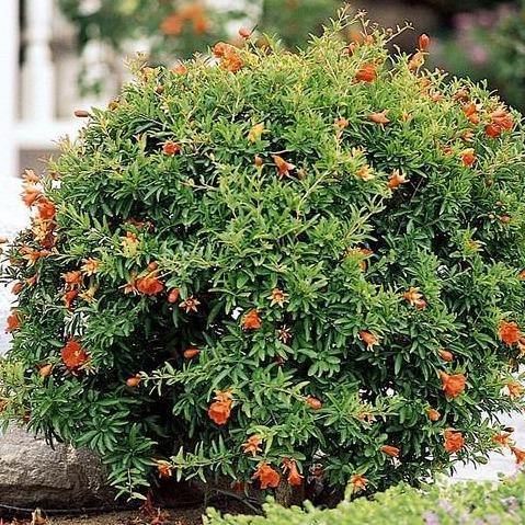 Pomegranate Tree, Punica Granatum - www.FOP.ae Buy online Best and Healthy Plants and quality products guarantee in Dubai Plants Shop in Dubai Abu Dhabi all over UAE Plants near me Fresh Plants in Dubai where to buy plants in UAE - FOP.ae