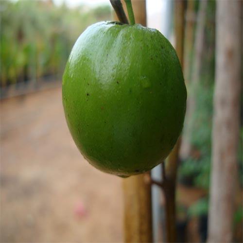 Ziziphus jujuba, Jujube Tree - www.FOP.ae Buy online Best and Healthy Plants and quality products guarantee in Dubai Plants Shop in Dubai Abu Dhabi all over UAE Plants near me Fresh Plants in Dubai where to buy plants in UAE - FOP.ae