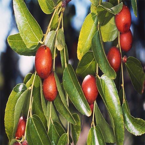 Ziziphus jujuba, Jujube Tree - www.FOP.ae Buy online Best and Healthy Plants and quality products guarantee in Dubai Plants Shop in Dubai Abu Dhabi all over UAE Plants near me Fresh Plants in Dubai where to buy plants in UAE - FOP.ae