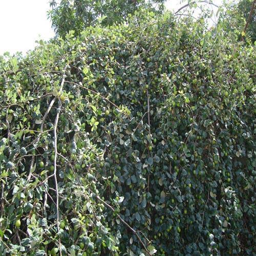 Ziziphus jujuba, Jujube Tree - www.FOP.ae Buy online Best and Healthy Plants and quality products guarantee in Dubai Plants Shop in Dubai Abu Dhabi all over UAE Plants near me Fresh Plants in Dubai where to buy plants in UAE - FOP.ae