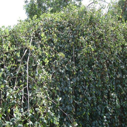 Ziziphus jujuba, Jujube Tree - www.FOP.ae Buy online Best and Healthy Plants and quality products guarantee in Dubai Plants Shop in Dubai Abu Dhabi all over UAE Plants near me Fresh Plants in Dubai where to buy plants in UAE - FOP.ae