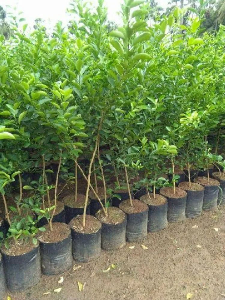 Mandarin Plant - www.FOP.ae Buy online Best and Healthy Plants and quality products guarantee in Dubai Plants Shop in Dubai Abu Dhabi all over UAE Plants near me Fresh Plants in Dubai where to buy plants in UAE - FOP.ae