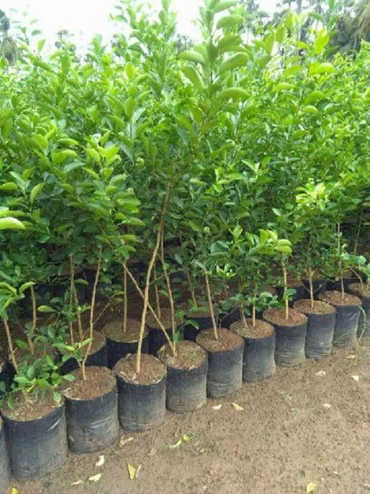 Mandarin Plant - www.FOP.ae Buy online Best and Healthy Plants and quality products guarantee in Dubai Plants Shop in Dubai Abu Dhabi all over UAE Plants near me Fresh Plants in Dubai where to buy plants in UAE - FOP.ae