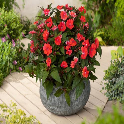 Impetiens, Touch-me-not - www.FOP.ae Buy online Best and Healthy Plants and quality products guarantee in Dubai Plants Shop in Dubai Abu Dhabi all over UAE Plants near me Fresh Plants in Dubai where to buy plants in UAE - FOP.ae