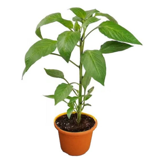 Capsicum Plant, Bell Pepper, Red Pepper - www.FOP.ae Buy online Best and Healthy Plants and quality products guarantee in Dubai Plants Shop in Dubai Abu Dhabi all over UAE Plants near me Fresh Plants in Dubai where to buy plants in UAE - FOP.ae