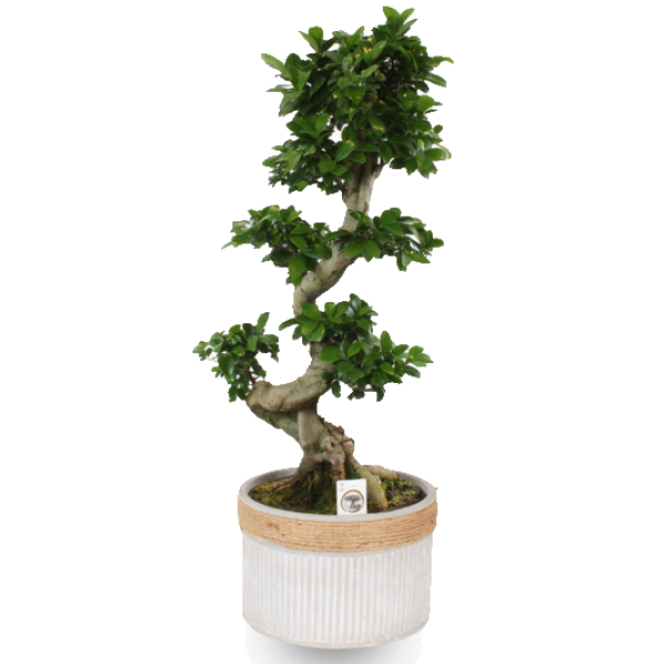 Ficus S Bonsai - www.FOP.ae Buy online Best and Healthy Plants and quality products guarantee in Dubai Plants Shop in Dubai Abu Dhabi all over UAE Plants near me Fresh Plants in Dubai where to buy plants in UAE - FOP.ae