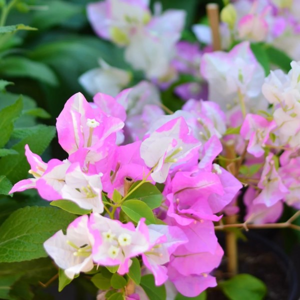 Bougainvillea Cocoice, Coconut Ice - www.FOP.ae Buy online Best and Healthy Plants and quality products guarantee in Dubai Plants Shop in Dubai Abu Dhabi all over UAE Plants near me Fresh Plants in Dubai where to buy plants in UAE - FOP.ae