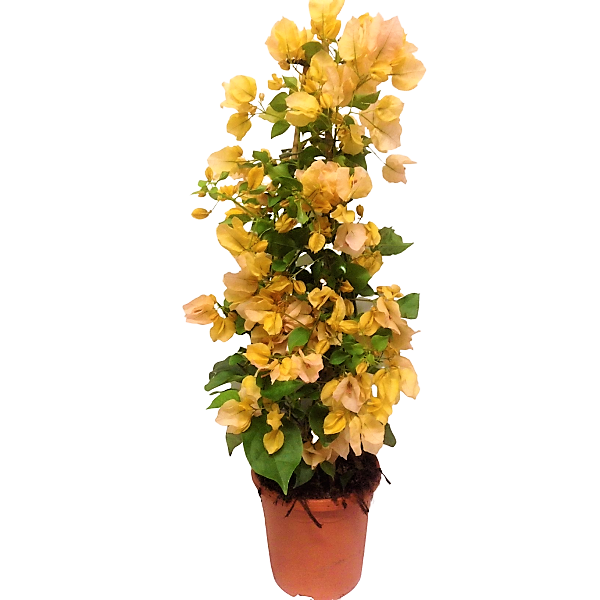 Bougainvillea Gold - www.FOP.ae Buy online Best and Healthy Plants and quality products guarantee in Dubai Plants Shop in Dubai Abu Dhabi all over UAE Plants near me Fresh Plants in Dubai where to buy plants in UAE - FOP.ae