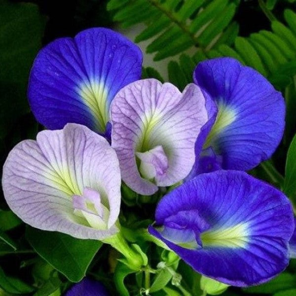 Clitoria ternatea, Butterfly Pea - www.FOP.ae Buy online Best and Healthy Plants and quality products guarantee in Dubai Plants Shop in Dubai Abu Dhabi all over UAE Plants near me Fresh Plants in Dubai where to buy plants in UAE - FOP.ae