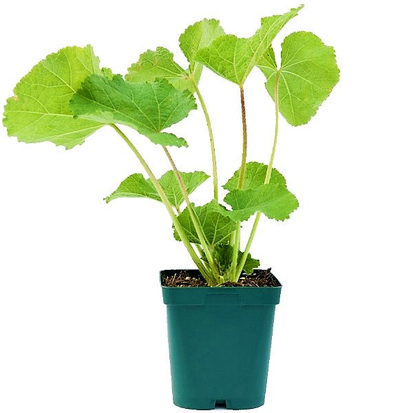 Hollyhocks Flower Plant, Alcea - www.FOP.ae Buy online Best and Healthy Plants and quality products guarantee in Dubai Plants Shop in Dubai Abu Dhabi all over UAE Plants near me Fresh Plants in Dubai where to buy plants in UAE - FOP.ae