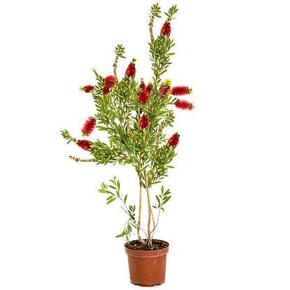 Callistemon Viminalis, Bottle Brush - www.FOP.ae Buy online Best and Healthy Plants and quality products guarantee in Dubai Plants Shop in Dubai Abu Dhabi all over UAE Plants near me Fresh Plants in Dubai where to buy plants in UAE - FOP.ae
