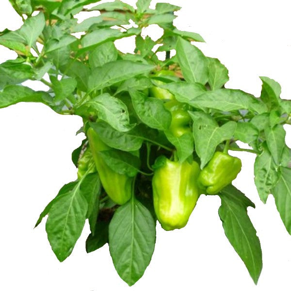 Capsicum Plant, Bell Pepper, Red Pepper - www.FOP.ae Buy online Best and Healthy Plants and quality products guarantee in Dubai Plants Shop in Dubai Abu Dhabi all over UAE Plants near me Fresh Plants in Dubai where to buy plants in UAE - FOP.ae