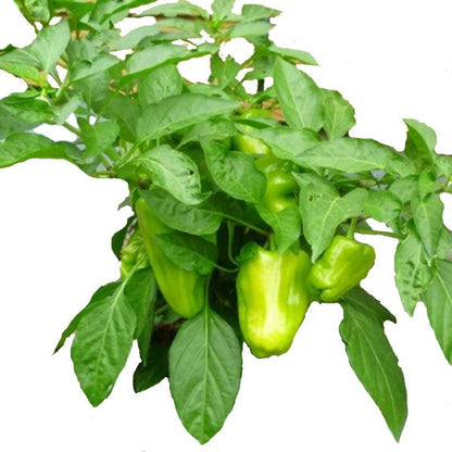 Capsicum Plant, Bell Pepper, Red Pepper - www.FOP.ae Buy online Best and Healthy Plants and quality products guarantee in Dubai Plants Shop in Dubai Abu Dhabi all over UAE Plants near me Fresh Plants in Dubai where to buy plants in UAE - FOP.ae