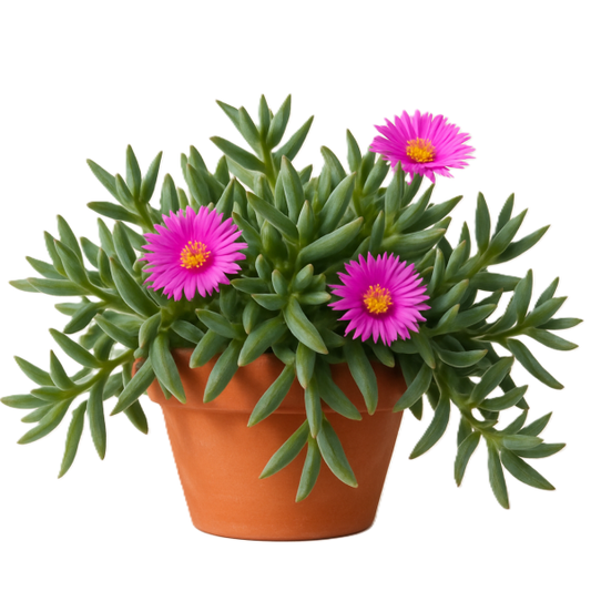 Carpobrotus Edulis, Ice Plant (small)