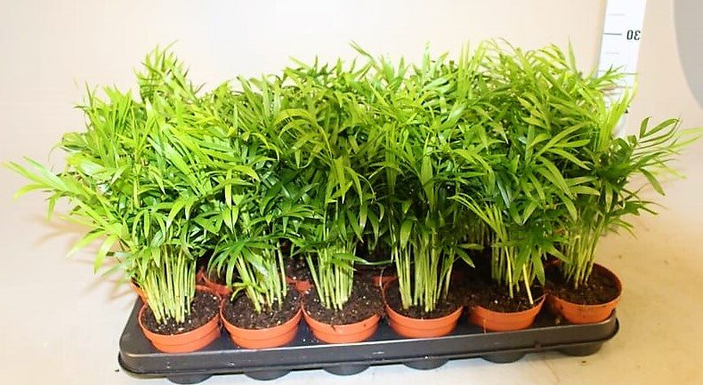 Parlour Palm, Bamboo Palm, Chamaedorea elegans - www.FOP.ae Buy online Best and Healthy Plants and quality products guarantee in Dubai Plants Shop in Dubai Abu Dhabi all over UAE Plants near me Fresh Plants in Dubai where to buy plants in UAE - FOP.ae