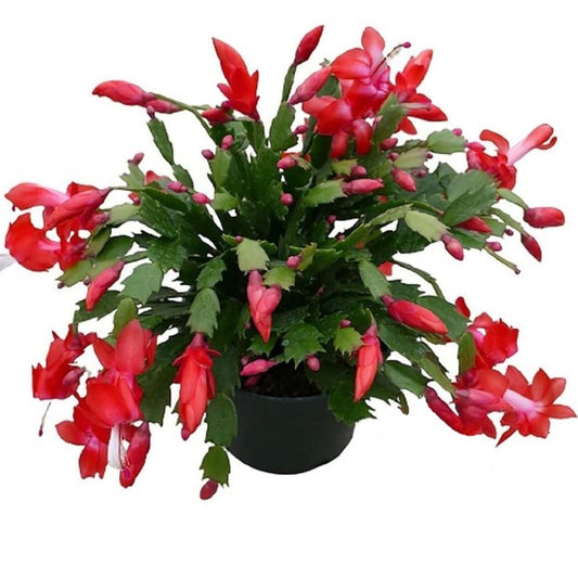 Christmas Cactus, Schlumbergera