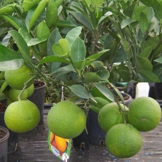 Citrus orange, Sinensis Spain - www.FOP.ae Buy online Best and Healthy Plants and quality products guarantee in Dubai Plants Shop in Dubai Abu Dhabi all over UAE Plants near me Fresh Plants in Dubai where to buy plants in UAE - FOP.ae