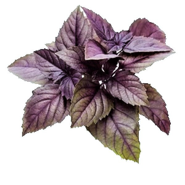 Red Sweet Basil, Sweet Genovese - www.FOP.ae Buy online Best and Healthy Plants and quality products guarantee in Dubai Plants Shop in Dubai Abu Dhabi all over UAE Plants near me Fresh Plants in Dubai where to buy plants in UAE - FOP.ae