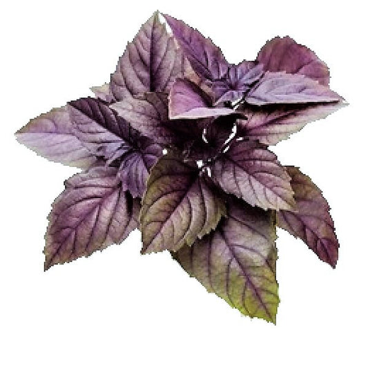 Red Sweet Basil, Sweet Genovese - www.FOP.ae Buy online Best and Healthy Plants and quality products guarantee in Dubai Plants Shop in Dubai Abu Dhabi all over UAE Plants near me Fresh Plants in Dubai where to buy plants in UAE - FOP.ae