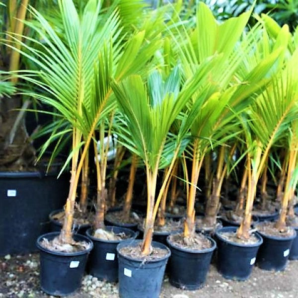 Coconut Palm, Cocos Nucifera - www.FOP.ae Buy online Best and Healthy Plants and quality products guarantee in Dubai Plants Shop in Dubai Abu Dhabi all over UAE Plants near me Fresh Plants in Dubai where to buy plants in UAE - FOP.ae