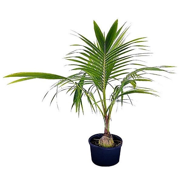Coconut Palm, Cocos Nucifera - www.FOP.ae Buy online Best and Healthy Plants and quality products guarantee in Dubai Plants Shop in Dubai Abu Dhabi all over UAE Plants near me Fresh Plants in Dubai where to buy plants in UAE - FOP.ae