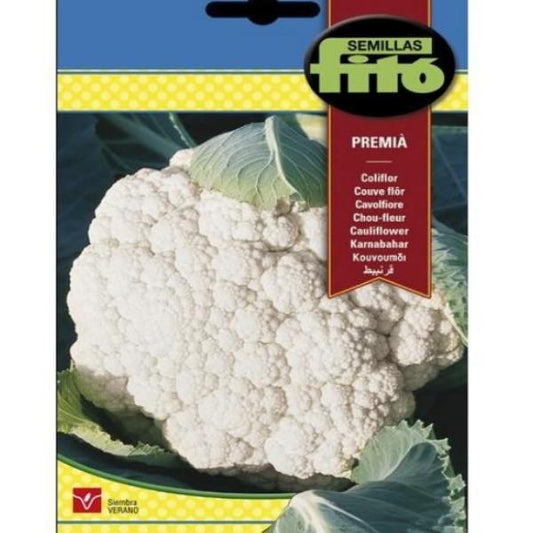 Semillas Coliflor Montalba Seeds - www.FOP.ae Buy online Best and Healthy Plants and quality products guarantee in Dubai Plants Shop in Dubai Abu Dhabi all over UAE Plants near me Fresh Plants in Dubai where to buy plants in UAE - FOP.ae