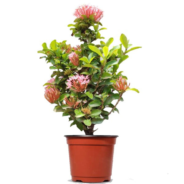 Ixora chinensis, Red, Pink - www.FOP.ae Buy online Best and Healthy Plants and quality products guarantee in Dubai Plants Shop in Dubai Abu Dhabi all over UAE Plants near me Fresh Plants in Dubai where to buy plants in UAE - FOP.ae