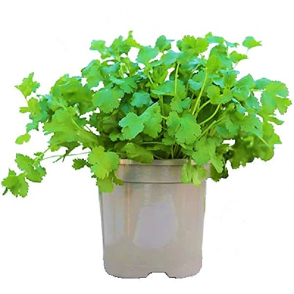 Coriander Plant, Chinese Parsley, Dhania - www.FOP.ae Buy online Best and Healthy Plants and quality products guarantee in Dubai Plants Shop in Dubai Abu Dhabi all over UAE Plants near me Fresh Plants in Dubai where to buy plants in UAE - FOP.ae