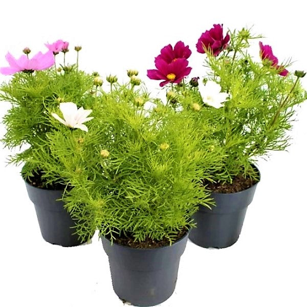 Cosmos Flowering Plant - www.FOP.ae Buy online Best and Healthy Plants and quality products guarantee in Dubai Plants Shop in Dubai Abu Dhabi all over UAE Plants near me Fresh Plants in Dubai where to buy plants in UAE - FOP.ae