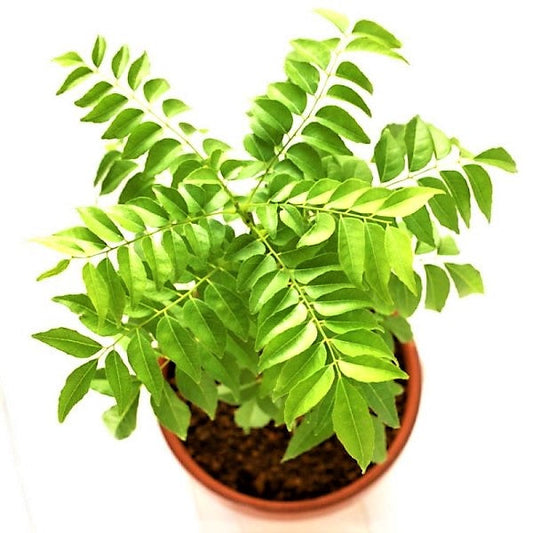 Curry Leaves, Kadi Patta - www.FOP.ae Buy online Best and Healthy Plants and quality products guarantee in Dubai Plants Shop in Dubai Abu Dhabi all over UAE Plants near me Fresh Plants in Dubai where to buy plants in UAE - FOP.ae
