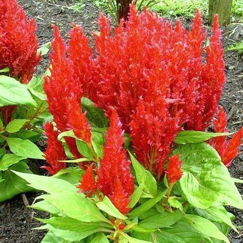 Celosia Plumosa, Silver Cock’s Comb (small) - www.FOP.ae Buy online Best and Healthy Plants and quality products guarantee in Dubai Plants Shop in Dubai Abu Dhabi all over UAE Plants near me Fresh Plants in Dubai where to buy plants in UAE - FOP.ae