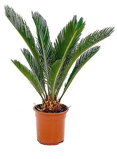 Cycas Revoluta, Sago Palm , Palm Fern, indoor - www.FOP.ae Buy online Best and Healthy Plants and quality products guarantee in Dubai Plants Shop in Dubai Abu Dhabi all over UAE Plants near me Fresh Plants in Dubai where to buy plants in UAE - FOP.ae