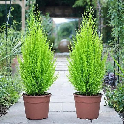Goldcrest Wilma, Cupressus macrocarpa, Lemon Cyperus - www.FOP.ae Buy online Best and Healthy Plants and quality products guarantee in Dubai Plants Shop in Dubai Abu Dhabi all over UAE Plants near me Fresh Plants in Dubai where to buy plants in UAE - FOP.ae