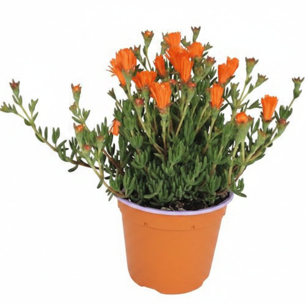 Lampranthus spectabilis, Copiosus (small) - www.FOP.ae Buy online Best and Healthy Plants and quality products guarantee in Dubai Plants Shop in Dubai Abu Dhabi all over UAE Plants near me Fresh Plants in Dubai where to buy plants in UAE - FOP.ae