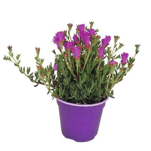 Lampranthus spectabilis, Copiosus (small) - www.FOP.ae Buy online Best and Healthy Plants and quality products guarantee in Dubai Plants Shop in Dubai Abu Dhabi all over UAE Plants near me Fresh Plants in Dubai where to buy plants in UAE - FOP.ae