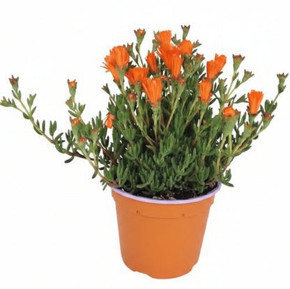 Lampranthus spectabilis, Copiosus (small) - www.FOP.ae Buy online Best and Healthy Plants and quality products guarantee in Dubai Plants Shop in Dubai Abu Dhabi all over UAE Plants near me Fresh Plants in Dubai where to buy plants in UAE - FOP.ae