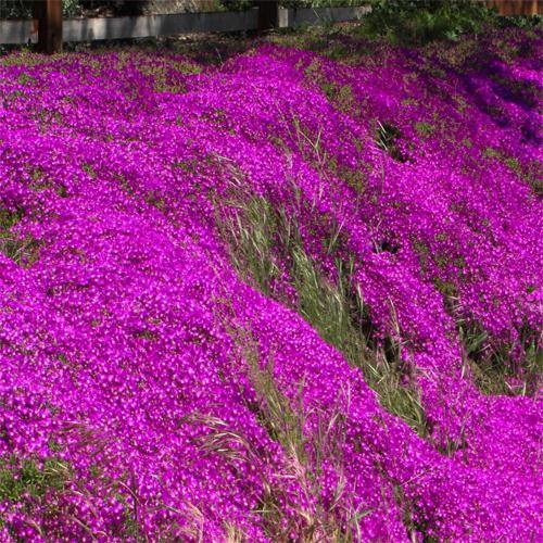 Lampranthus spectabilis, Copiosus (small) - www.FOP.ae Buy online Best and Healthy Plants and quality products guarantee in Dubai Plants Shop in Dubai Abu Dhabi all over UAE Plants near me Fresh Plants in Dubai where to buy plants in UAE - FOP.ae