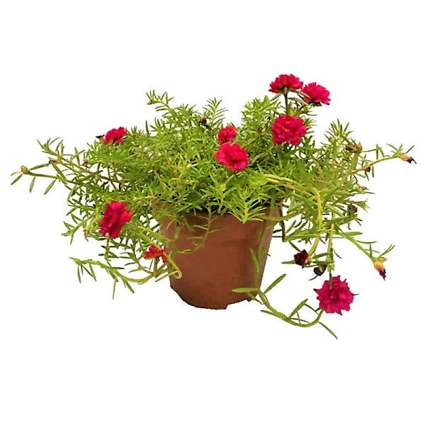 Rose Moss, Portulaca Grandiflora - www.FOP.ae Buy online Best and Healthy Plants and quality products guarantee in Dubai Plants Shop in Dubai Abu Dhabi all over UAE Plants near me Fresh Plants in Dubai where to buy plants in UAE - FOP.ae