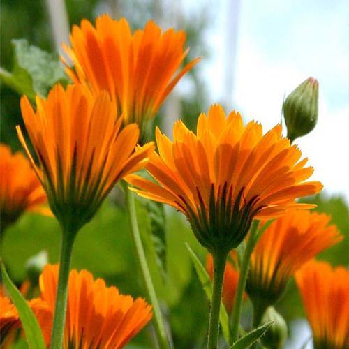 Calendula Officinalis, English Marigold (small) - www.FOP.ae Buy online Best and Healthy Plants and quality products guarantee in Dubai Plants Shop in Dubai Abu Dhabi all over UAE Plants near me Fresh Plants in Dubai where to buy plants in UAE - FOP.ae
