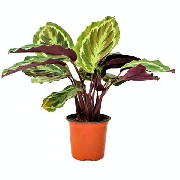 Calathea, Peacock Plant - www.FOP.ae Buy online Best and Healthy Plants and quality products guarantee in Dubai Plants Shop in Dubai Abu Dhabi all over UAE Plants near me Fresh Plants in Dubai where to buy plants in UAE - FOP.ae