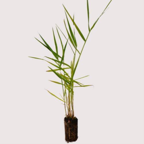 Phragmites Australis, Common Reed - www.FOP.ae Buy online Best and Healthy Plants and quality products guarantee in Dubai Plants Shop in Dubai Abu Dhabi all over UAE Plants near me Fresh Plants in Dubai where to buy plants in UAE - FOP.ae