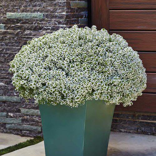 Alyssum, Alisons (small) - www.FOP.ae Buy online Best and Healthy Plants and quality products guarantee in Dubai Plants Shop in Dubai Abu Dhabi all over UAE Plants near me Fresh Plants in Dubai where to buy plants in UAE - FOP.ae